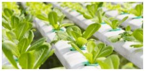 E-variant, Чем аэропоника лучше? Увеличение урожайности культур