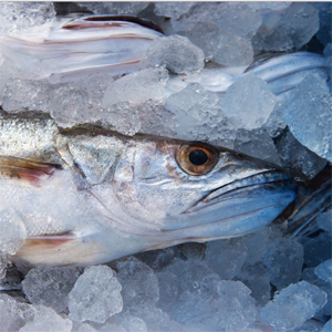E-variant. Можно ли замораживать размороженные продукты, Украина